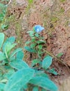 Flower, leave, vishnukanthi, purple, blue, beautiful,