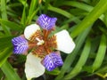 Flower leaves background blue flower background