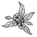 Flower and leaves branch. Hand drawn vector illustration. Monochrome black and white ink sketch. Line art. Isolated on