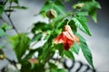 The beautiful red bell flower of Abutilon striatum