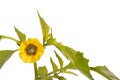 Flower, leaves and buds of a tomatillo plant isolated