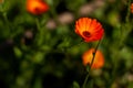 Flower with leaves Calendula, Calendula officinalis, garden or English marigold on blurred green background. Calendula on the Royalty Free Stock Photo