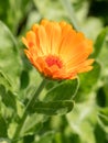 Flower with leaves Calendula Calendula officinalis, pot, garden Royalty Free Stock Photo