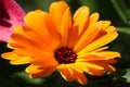 Flower with leaves Calendula Royalty Free Stock Photo