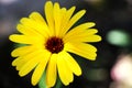 Flower with leaves Calendula Royalty Free Stock Photo