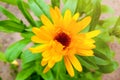 Flower with leaves Calendula, garden or English marigold on blurred green background. Calendula on the sunny summer day. Close up Royalty Free Stock Photo