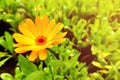 Flower with leaves Calendula, garden or English marigold on blurred green background. Close up of Medicinal Calendula herb Royalty Free Stock Photo