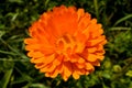 Flower with leaves Calendula, garden or English marigold on blurred green background. Close up of Medicinal Calendula herb Royalty Free Stock Photo