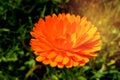 Flower with leaves Calendula, garden or English marigold on blurred green background. Close up of Medicinal Calendula herb Royalty Free Stock Photo