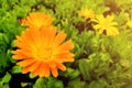 Flower with leaves Calendula, garden or English marigold on blurred green background. Close up of Medicinal Calendula herb Royalty Free Stock Photo