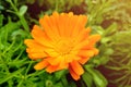 Flower with leaves Calendula, garden or English marigold on blurred green background. Close up of Medicinal Calendula herb Royalty Free Stock Photo