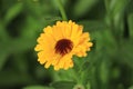 Flower with leaves Calendula & x28;Calendula officinalis, pot, garden or English marigold& x29; on blurred green background Royalty Free Stock Photo