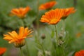 Flower with leaves Calendula, Calendula officinalis, pot, garden or English marigold, on blurred green background. Royalty Free Stock Photo