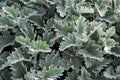 Flower leaves Cineraria