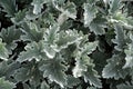 Flower leaves Cineraria Jacobaea maritima