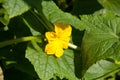 Flower and leaves of cucumber Royalty Free Stock Photo