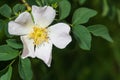 Flower and leaves of the dog rose. Canine or Caninae rose Royalty Free Stock Photo