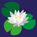 Flower and leaves of lotus, water lily, white water lily. Bright green leaves, white flower, blue background. Vector illustration Royalty Free Stock Photo