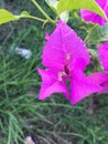 Flower leaves with raptured by flies at sides Royalty Free Stock Photo