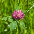 Flower and leaves of Red Clover, Trifolium pratense, with bokeh background macro, selective focus, shallow DOF Royalty Free Stock Photo
