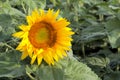 Flower and leaves of sunflower in background