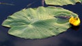 Flower and leaves of Yellow Water-lily Nuphar lutea Royalty Free Stock Photo