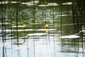 Flower and leaves of Yellow Water-lily Nuphar lutea. In the lake Royalty Free Stock Photo