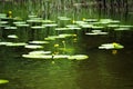 Flower and leaves of Yellow Water-lily Nuphar lutea. In the lake Royalty Free Stock Photo