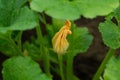 Flower and leaves of zucchini growing in the vegetable garden Royalty Free Stock Photo