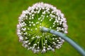 Flower of Leek plant Royalty Free Stock Photo