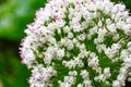 Flower of Leek plant Royalty Free Stock Photo