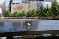 Flower left at the National September 11 Memorial at Ground Zero in Lower Manhattan