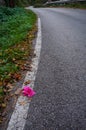 Flower left by the road