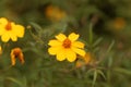 Lemmons marigold Tagetes lemmonii