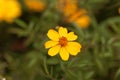 Lemmons marigold Tagetes lemmonii