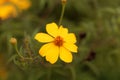 Lemmons marigold Tagetes lemmonii