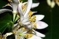 Flower of a lemon tree Royalty Free Stock Photo