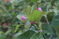 Lemon tree blossom, pink bud of lemon flower in raindrops