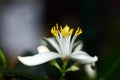 Flower of a lemon tree Royalty Free Stock Photo