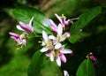 Flower of an lemon tree among leaves in the Royalty Free Stock Photo