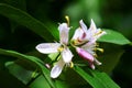 Flower of an lemon tree among leaves in the Royalty Free Stock Photo