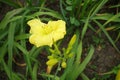 Flower of yellow Hemerocallis fulva in June