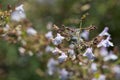 Flower of a lesser calamint, Clinopodium nepeta