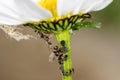Flower with Lice and Ants Royalty Free Stock Photo