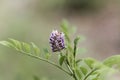 Flower of a licorice bush Glycyrrhiza glabra