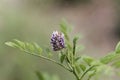 Flower of a licorice bush Glycyrrhiza glabra