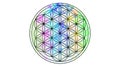 Flower of life rainbow colors