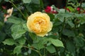 A flower of light amber yellow rose in June