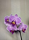 Beautiful orchid on a light background