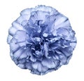 Flower light blue carnation on a white isolated background with clipping path. Closeup. No shadows. For design. Royalty Free Stock Photo